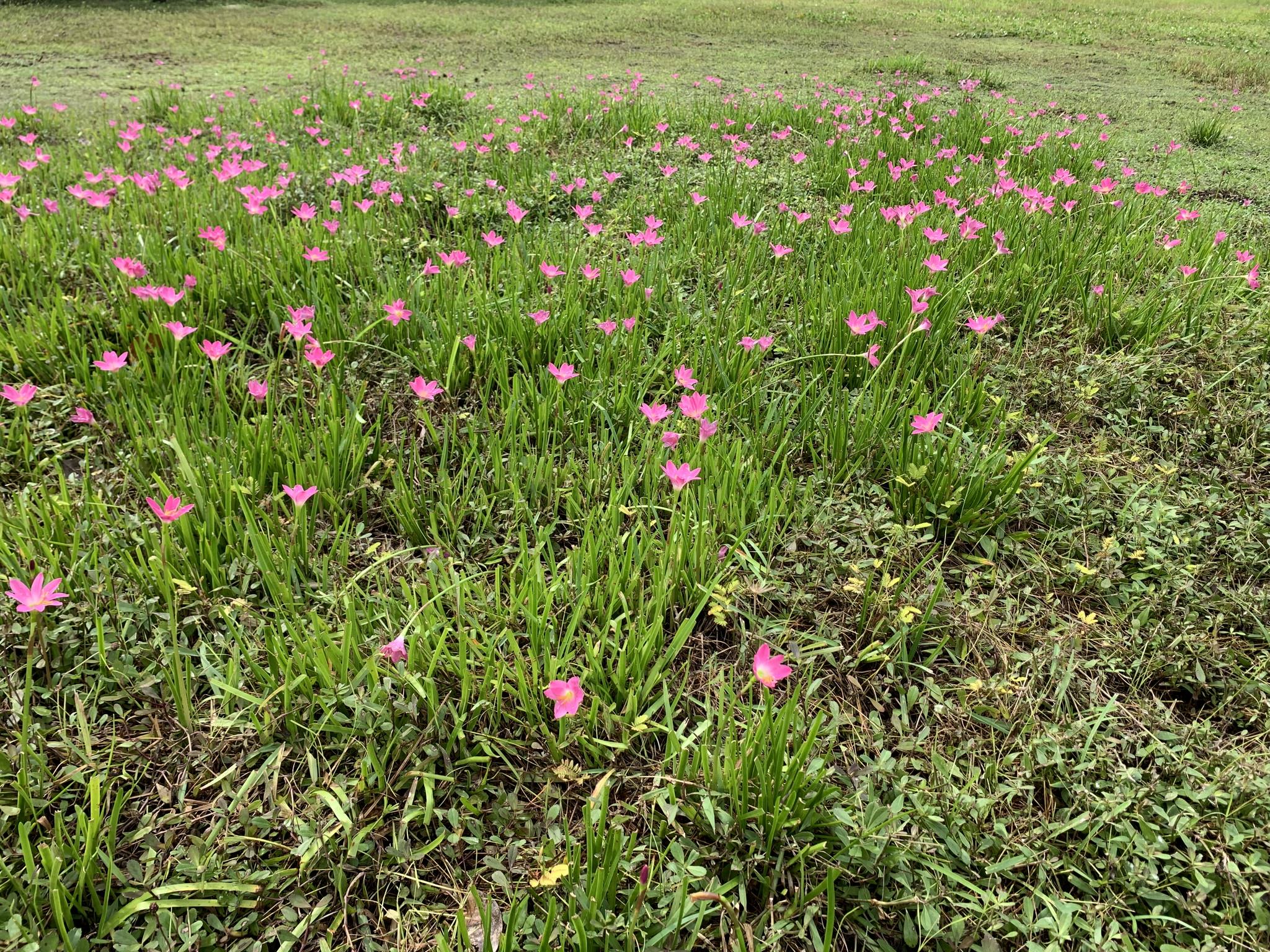 Zephyranthes rosea